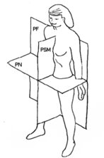 Płaszczyzny ciała:  PF - płaszczyzna czołowa główna, PN - płaszczyzna poprzeczna, PSM - płaszczyzna strzałkowa