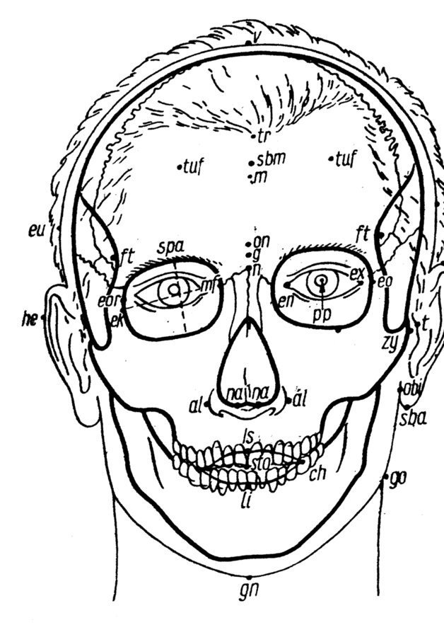 Punkty antropologiczne głowy, widok z przodu