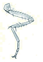 Rys. 2. Budowa odnóża owada